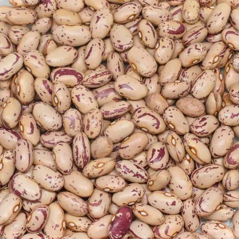 قیمت خرید لوبیا چیتی تازه شمال با فروش عمده